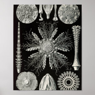Poster Illustration scientifique d'oursins vintage