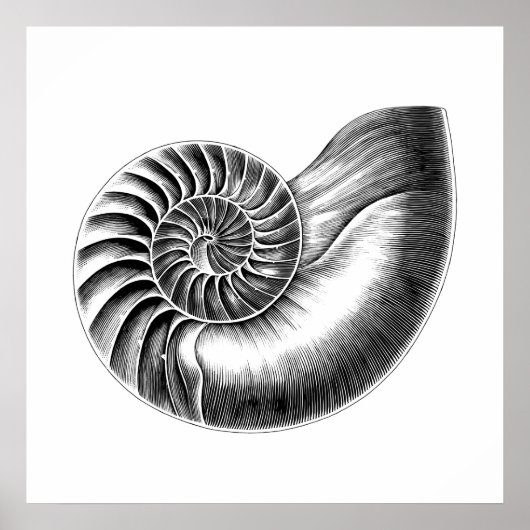 Poster Illustration scientifique du Nautilus antique noir (Devant)