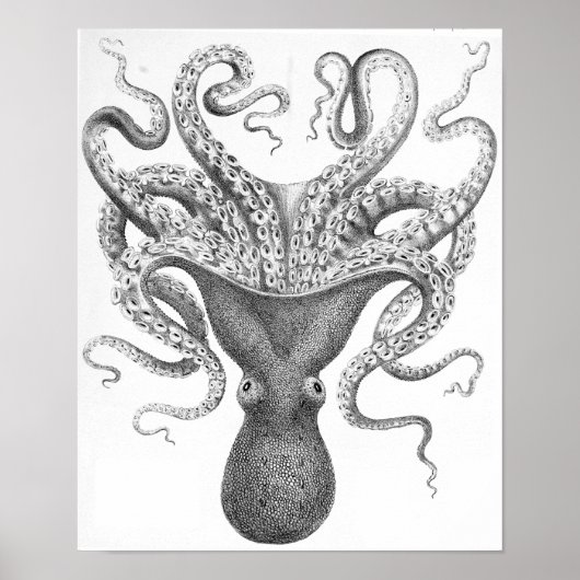 Poster Illustration scientifique du poulpe (Devant)