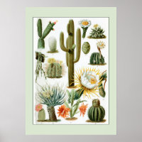 Illustration scientifique vintage Cactus
