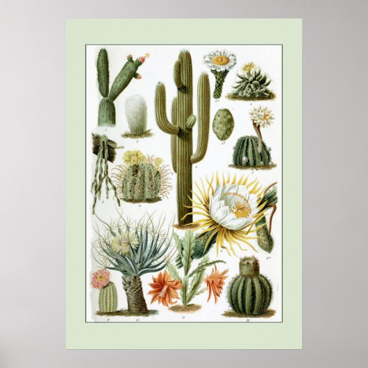 Poster Illustration scientifique vintage Cactus (Devant)