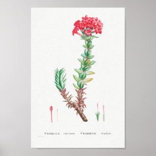 Poster Illustration Succulente Vintage