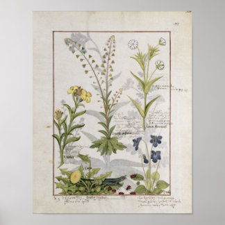 Poster Illustration tirée du "Livre des médicaments simpl