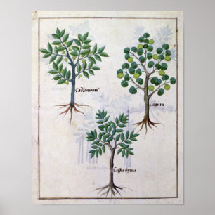 Poster Illustration tirée du "Livre des médicaments simpl
