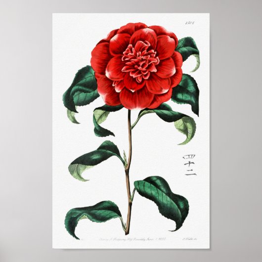 Poster Illustration vintage (Devant)