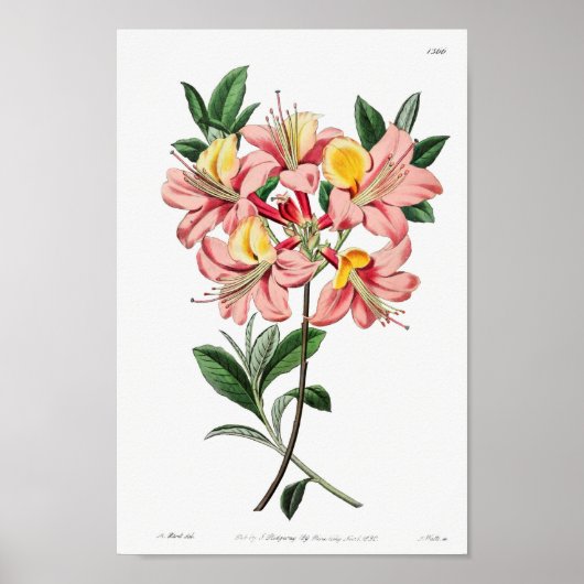 Poster Illustration vintage (Devant)