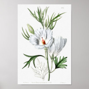 Poster Illustration vintage