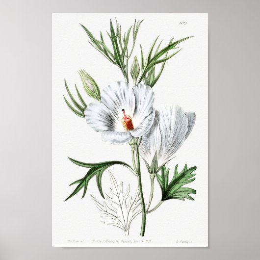 Poster Illustration vintage (Devant)