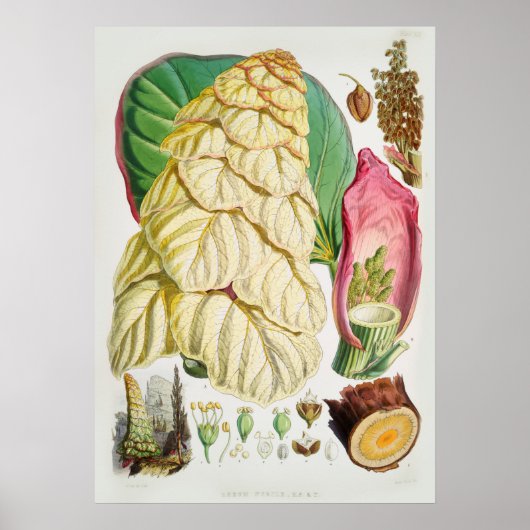 Poster Illustration vintage (Devant)