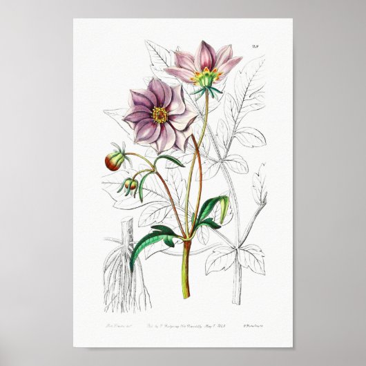 Poster Illustration vintage (Devant)