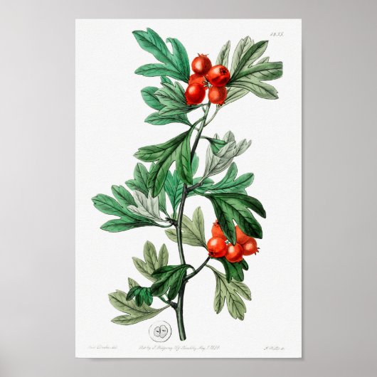 Poster Illustration vintage (Devant)
