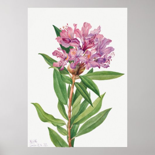 Poster Illustration vintage (Devant)