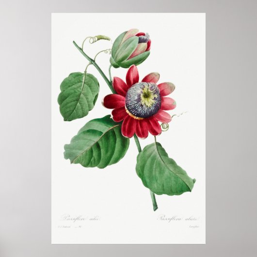 Poster Illustration vintage (Devant)