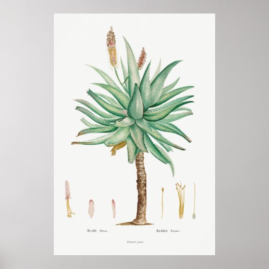 Poster Illustration vintage (Devant)