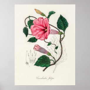 Poster Illustration vintage