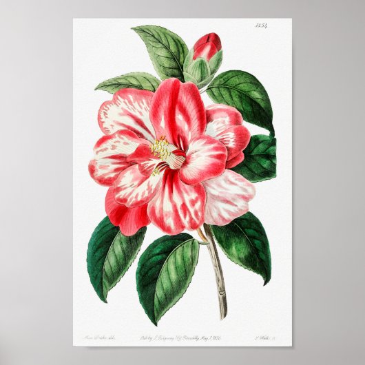 Poster Illustration vintage (Devant)