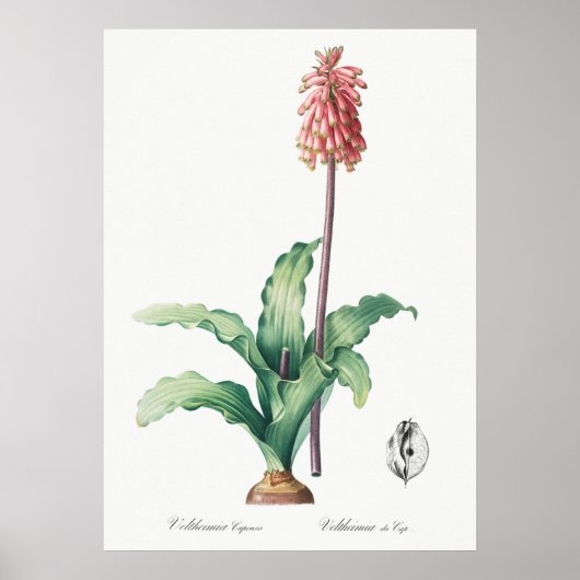 Poster Illustration vintage (Devant)