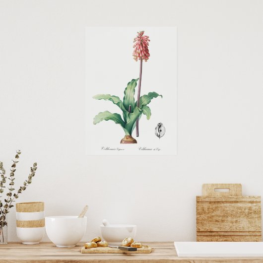 Poster Illustration vintage (Cuisine)