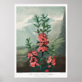 Poster Illustration vintage (Devant)