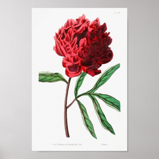 Poster Illustration vintage (Devant)