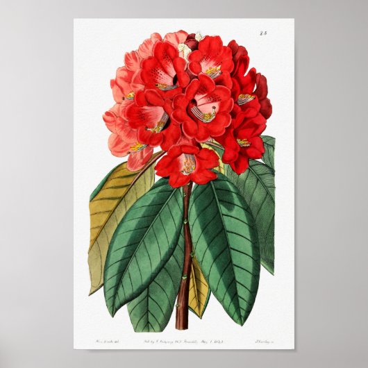 Poster Illustration vintage (Devant)