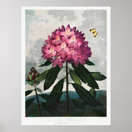 Poster Illustration vintage (Devant)