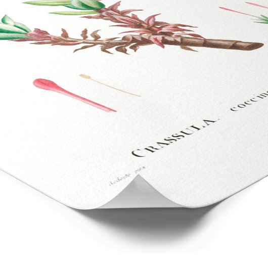 Poster Illustration vintage (Coin)