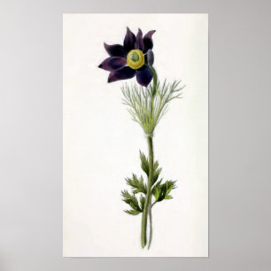 Poster Illustration Vintage "Anemone Pulsatilla"
