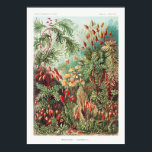Poster Illustration Vintage artistique Nature Ernst Haeck<br><div class="desc">Illustration Vintage artistique Nature Poster Ernst Haeckel</div>