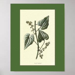 Poster Illustration Vintage Black Bryony
