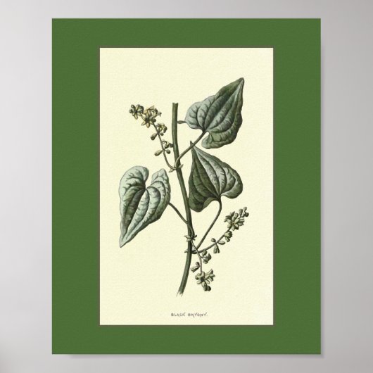 Poster Illustration Vintage Black Bryony (Devant)