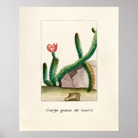 Poster Illustration vintage Cactus (Devant)