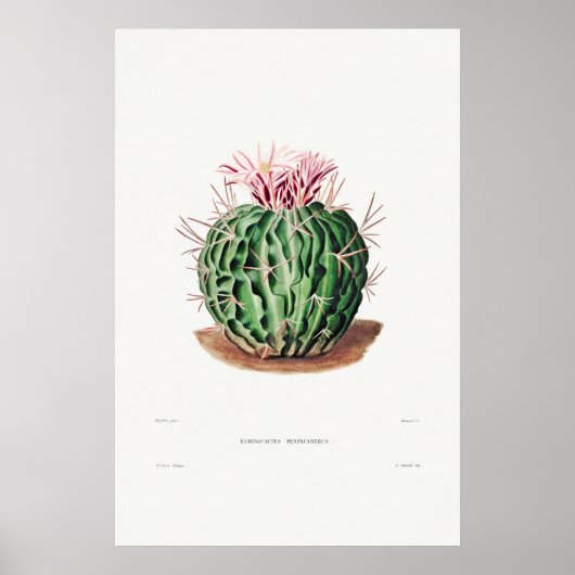 Poster Illustration vintage Cactus (Devant)