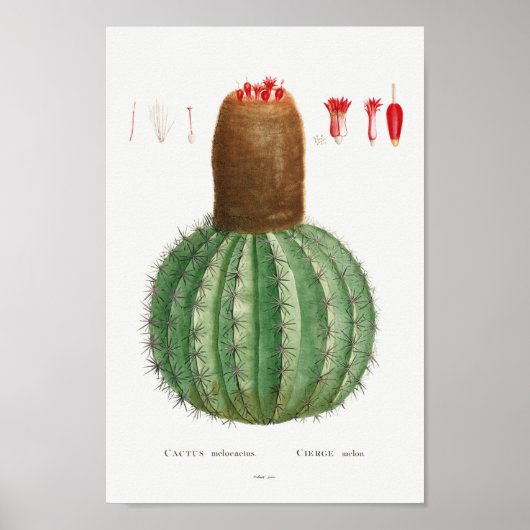 Poster Illustration vintage Cactus (Devant)