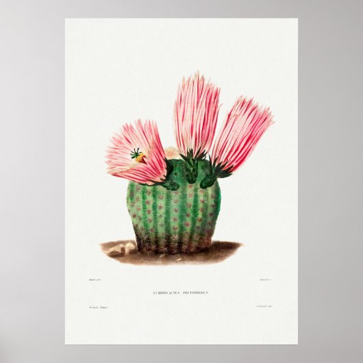 Poster Illustration vintage Cactus (Devant)