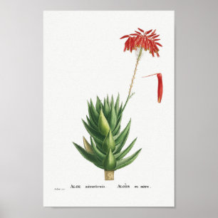 Poster Illustration vintage Cactus