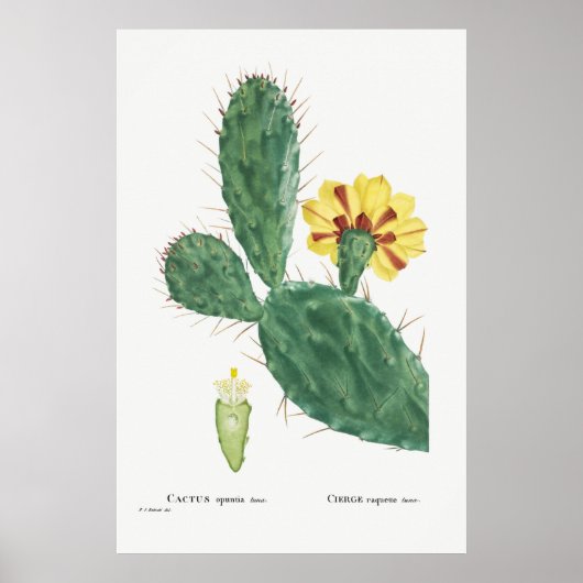 Poster Illustration vintage Cactus (Devant)