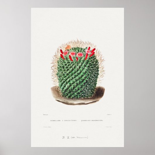 Poster Illustration vintage Cactus (Devant)