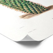 Poster Illustration vintage Cactus (Coin)