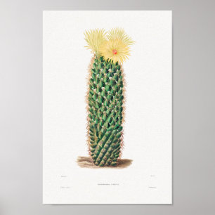 Poster Illustration vintage Cactus