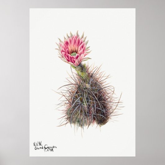 Poster Illustration vintage Cactus (Devant)