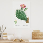 Poster Illustration vintage Cactus (Cuisine)