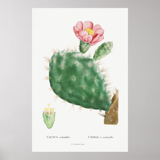 Poster Illustration vintage Cactus (Devant)