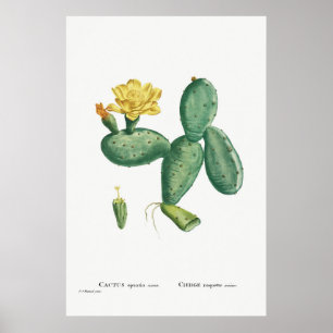 Poster Illustration vintage Cactus