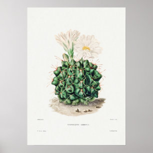 Poster Illustration vintage Cactus