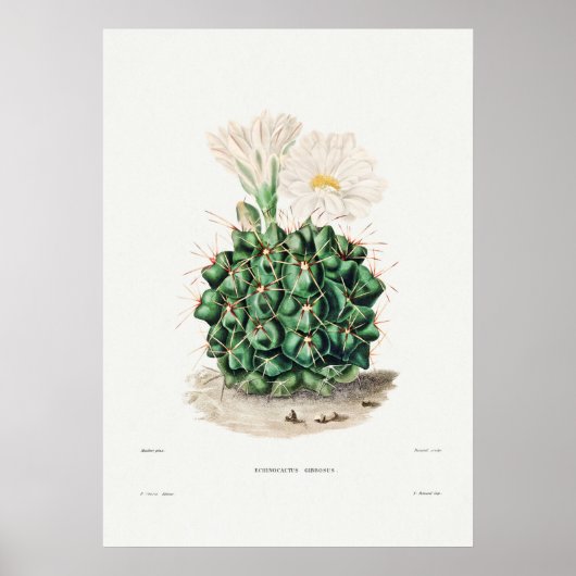 Poster Illustration vintage Cactus (Devant)