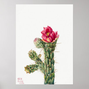 Poster Illustration vintage Cactus