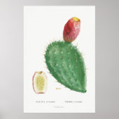 Poster Illustration vintage Cactus (Devant)