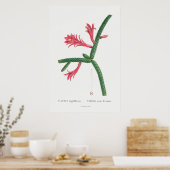 Poster Illustration vintage Cactus (Cuisine)