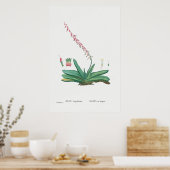 Poster Illustration vintage Cactus/Succulent (Cuisine)
